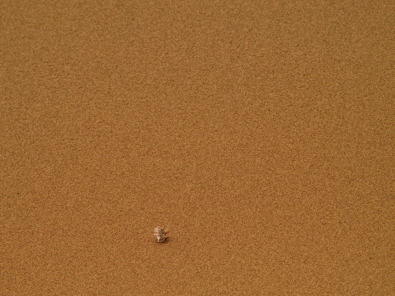 Swakopmund, Cartwheeling Spider